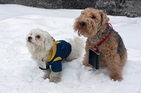 Smečka dvou psů s placatkami na krku